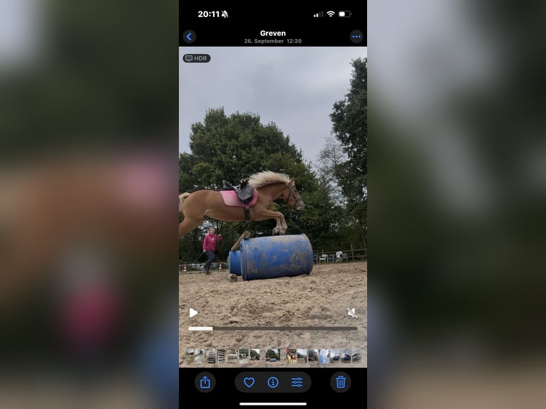 Haflinger Croisé Jument 4 Ans 142 cm Alezan in Greven