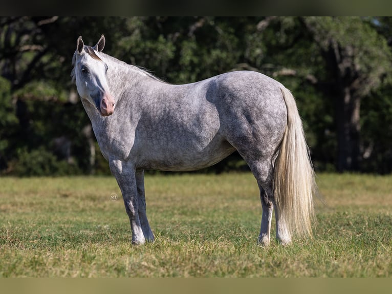 Haflinger Croisé Jument 4 Ans 142 cm Gris in Cuero