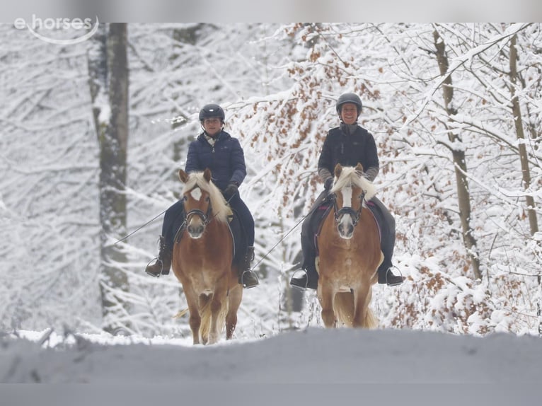 Haflinger Jument 4 Ans 143 cm Alezan in Mindelheim