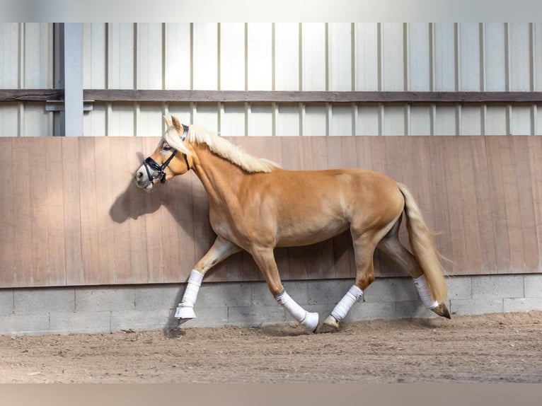 Haflinger Jument 4 Ans 143 cm Alezan in Kehlen