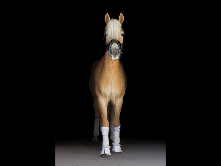 Haflinger Jument 4 Ans 143 cm Alezan in Kehlen