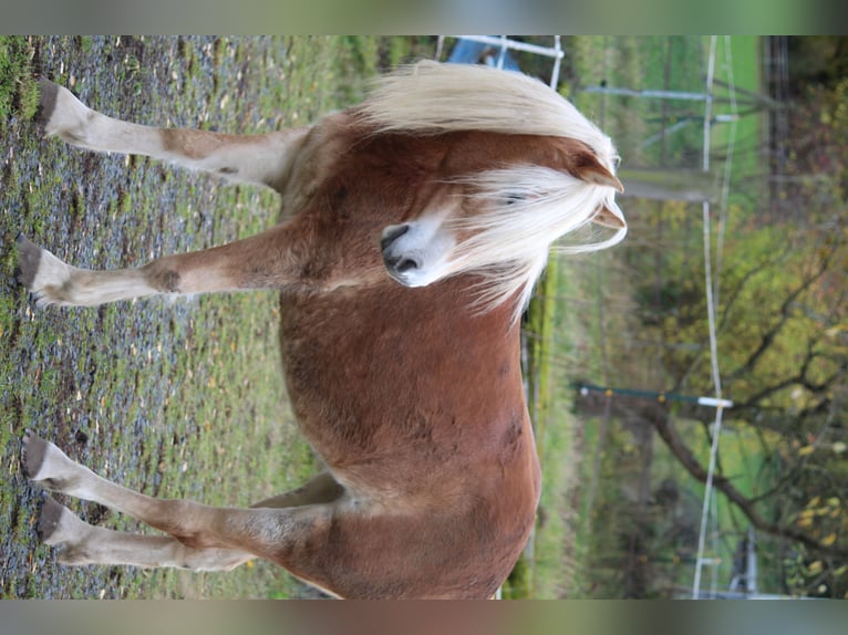Haflinger Jument 4 Ans 144 cm in Alsfeld