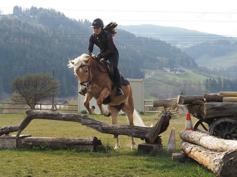 Haflinger Jument 4 Ans 145 cm Alezan in Bad St. Leonhard