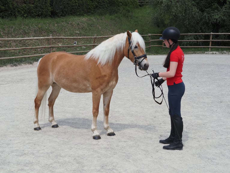 Haflinger Jument 4 Ans 145 cm Alezan in Bad St. Leonhard