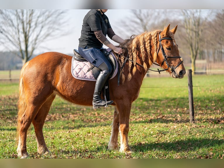 Haflinger Croisé Jument 4 Ans 145 cm Alezan in Nettetal