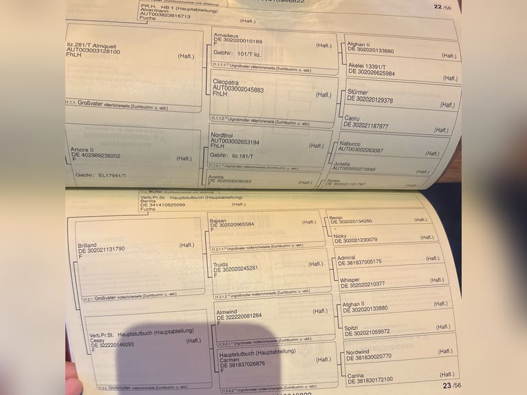 Haflinger Jument 4 Ans 145 cm Alezan in Stadtlohn