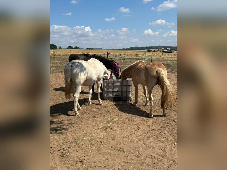 Haflinger Jument 4 Ans 145 cm  in Bruchmühlbach-Miesau