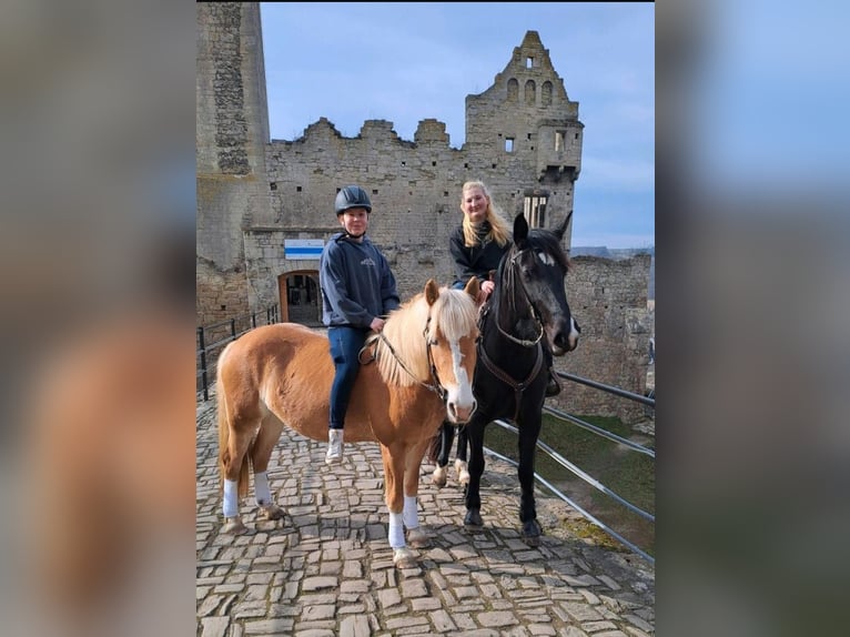 Haflinger Jument 4 Ans 145 cm in Cr&#xF6;lpa-L&#xF6;bsch&#xFC;tz