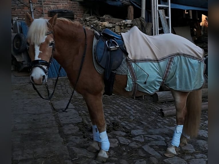 Haflinger Jument 4 Ans 145 cm in Cr&#xF6;lpa-L&#xF6;bsch&#xFC;tz