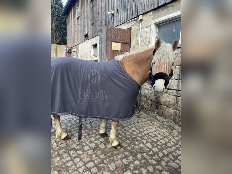 Haflinger Jument 4 Ans 146 cm Alezan in Neustadt in Sachsen Oberottendorf