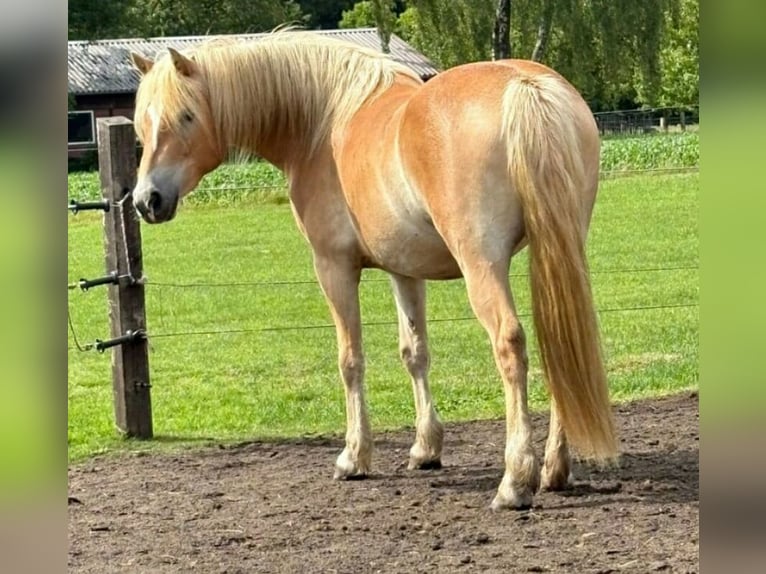 Haflinger Jument 4 Ans 146 cm Bai clair in Stadtlohn