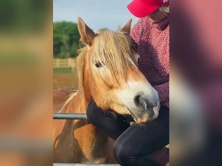 Haflinger Jument 4 Ans 146 cm Bai clair in Stadtlohn