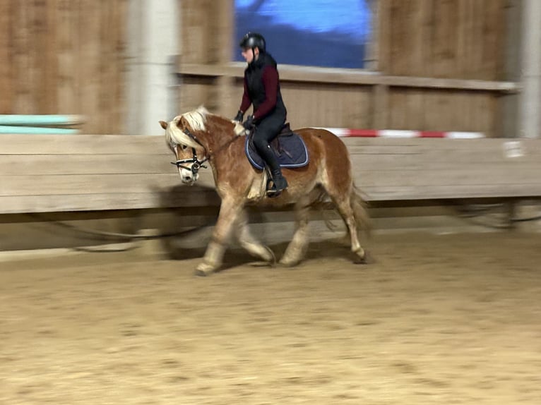 Haflinger Jument 4 Ans 146 cm  in Hainsfarth