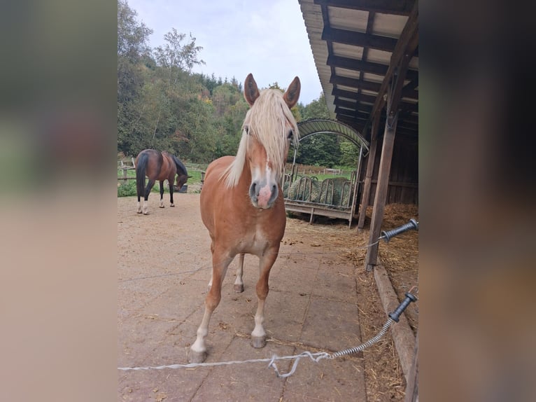 Haflinger Jument 4 Ans 146 cm  in Bad Berleburg
