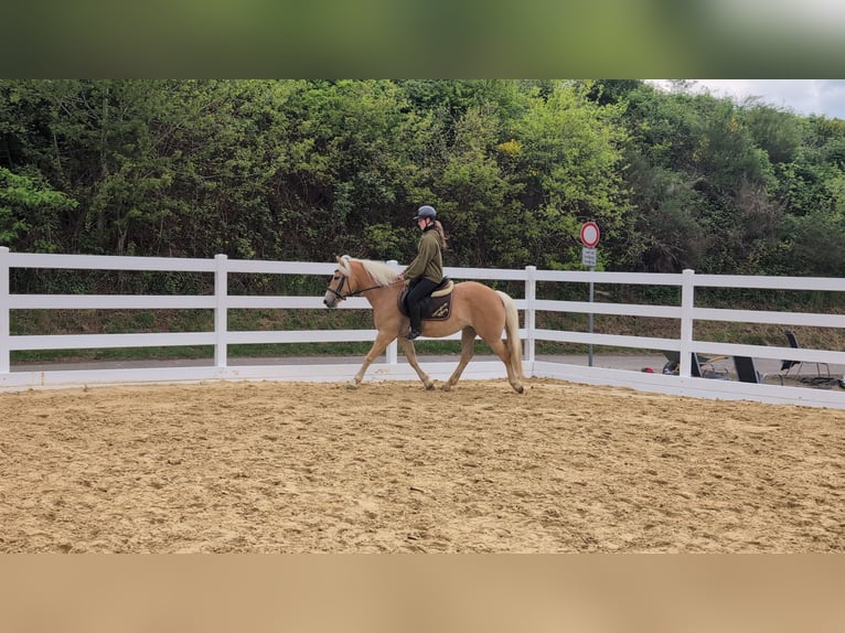 Haflinger Jument 4 Ans 147 cm Bai cerise in Morsbach