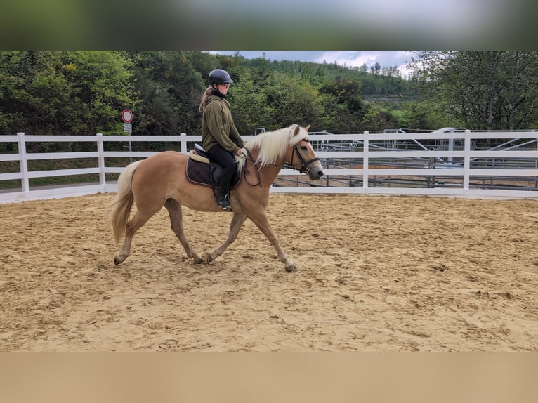 Haflinger Jument 4 Ans 147 cm Bai cerise in Morsbach