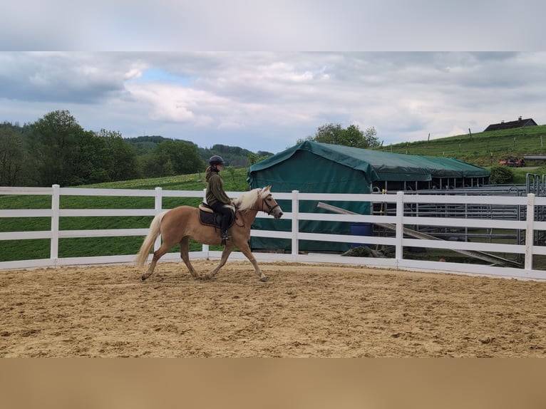 Haflinger Jument 4 Ans 147 cm Bai cerise in Morsbach