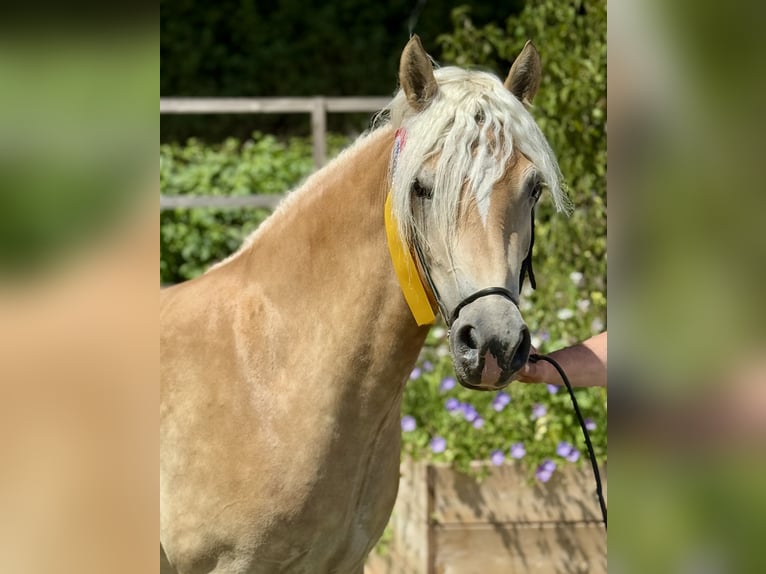 Haflinger Jument 4 Ans 147 cm Palomino in Saarbrücken