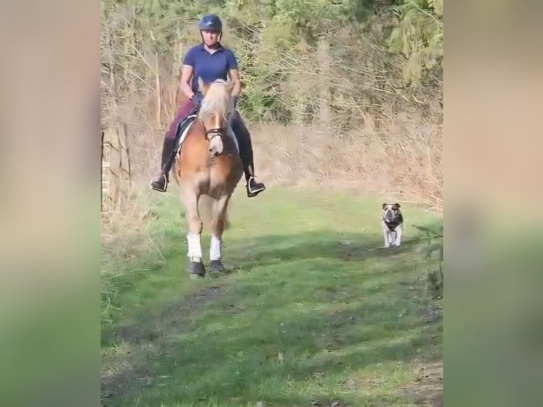 Haflinger Jument 4 Ans 148 cm Alezan in Mettmann