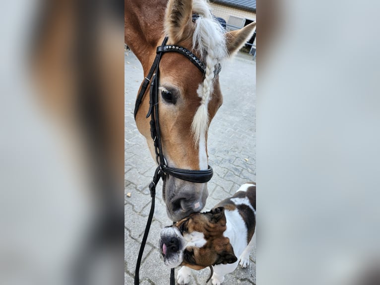 Haflinger Jument 4 Ans 148 cm Alezan in Mettmann