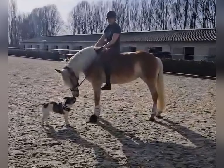 Haflinger Jument 4 Ans 148 cm Alezan in Mettmann