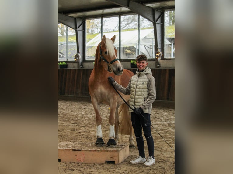 Haflinger Jument 4 Ans 148 cm Alezan in Mettmann