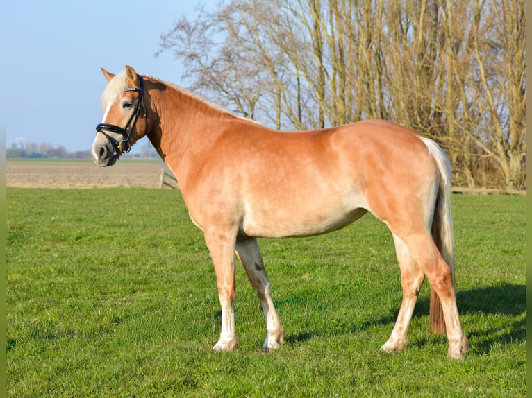 Haflinger Jument 4 Ans 148 cm Alezan in Vrouwenparochie