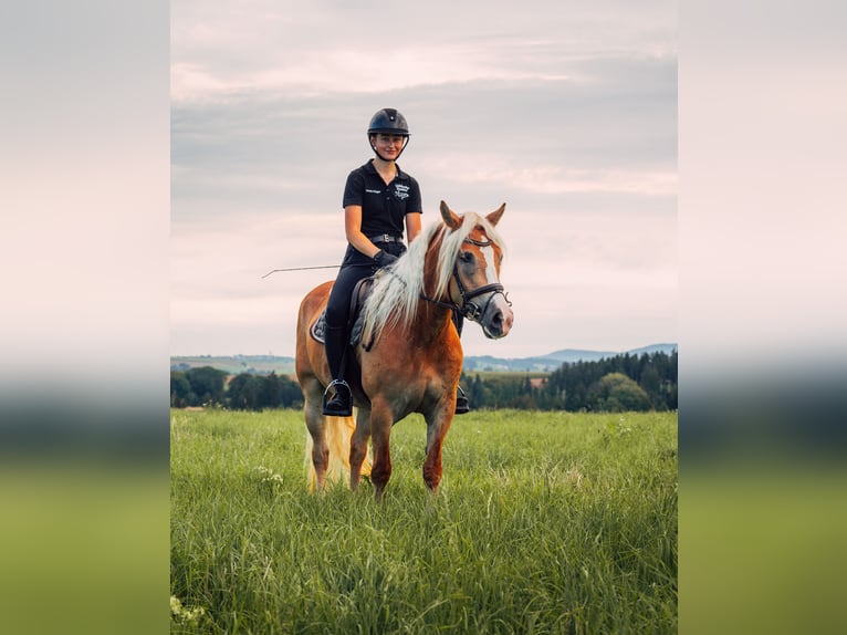 Haflinger Jument 4 Ans 148 cm Alezan in Iggingen