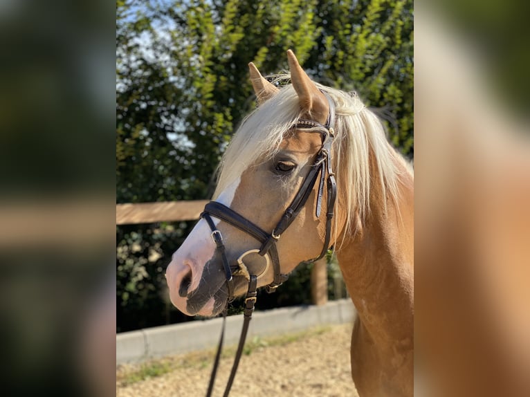 Haflinger Jument 4 Ans 148 cm Alezan in Iggingen