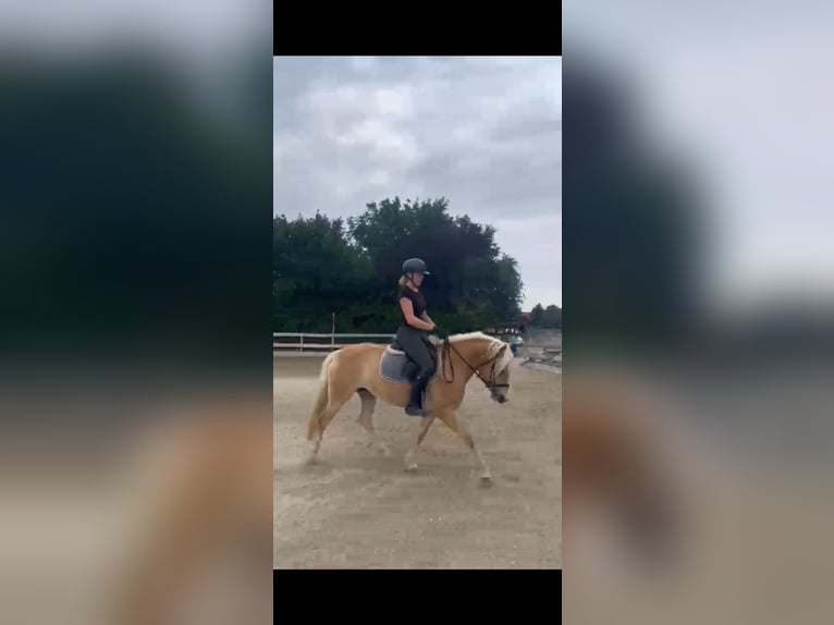 Haflinger Jument 4 Ans 148 cm Alezan in Tulln