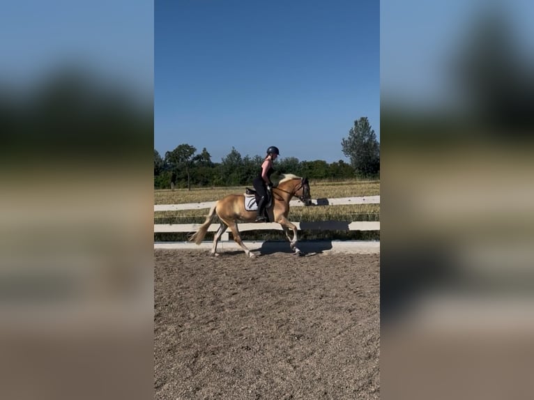Haflinger Jument 4 Ans 148 cm Alezan in Tulln