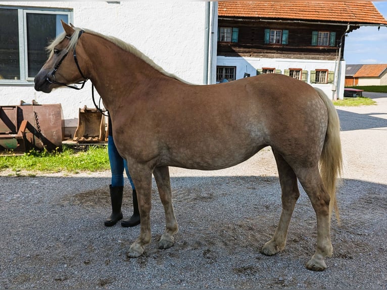 Haflinger Jument 4 Ans 148 cm Alezan in Eugendorf