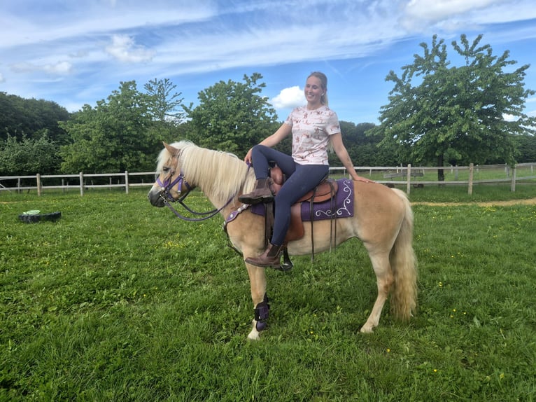 Haflinger Jument 4 Ans 148 cm Alezan in Linkenbach