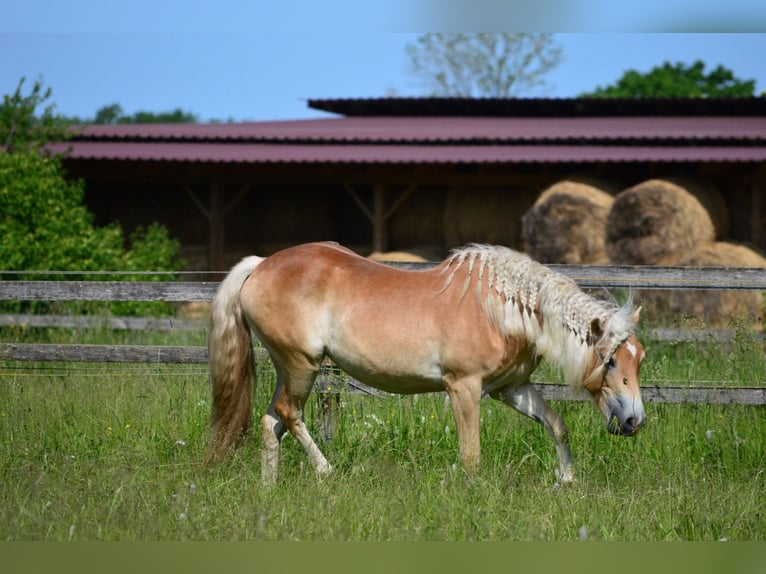 Haflinger Jument 4 Ans 148 cm Alezan in Wallersdorf