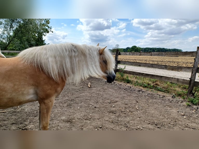 Haflinger Jument 4 Ans 148 cm Alezan in Wallersdorf