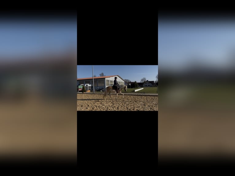 Haflinger Jument 4 Ans 148 cm  in Langerringen