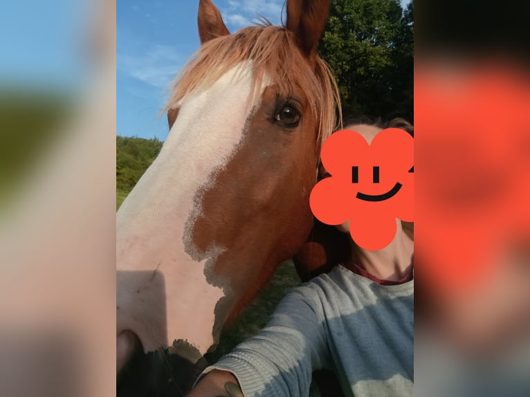 Haflinger Croisé Jument 4 Ans 148 cm  in Ponzone