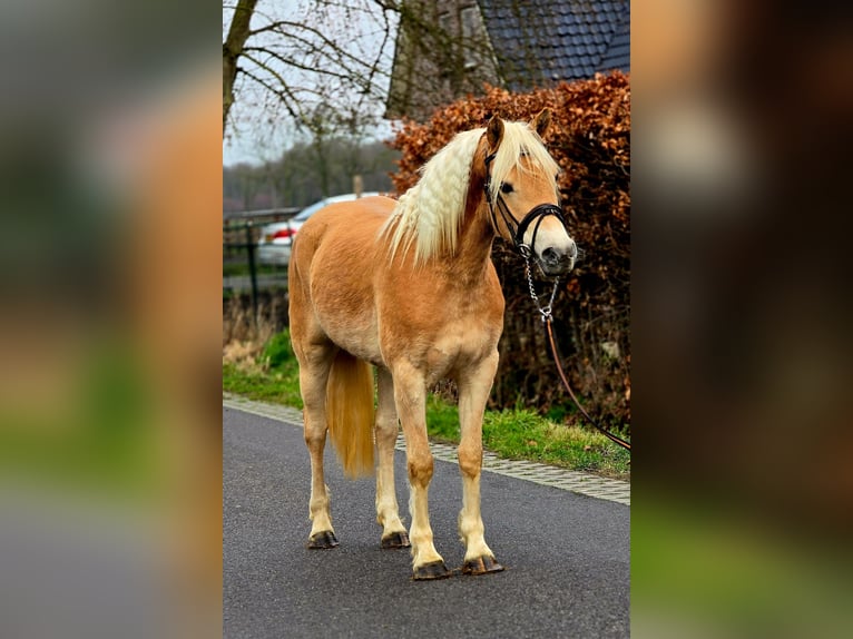 Haflinger Jument 4 Ans 148 cm Palomino in Someren