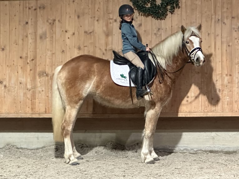 Haflinger Jument 4 Ans 149 cm Alezan in Riedlingen