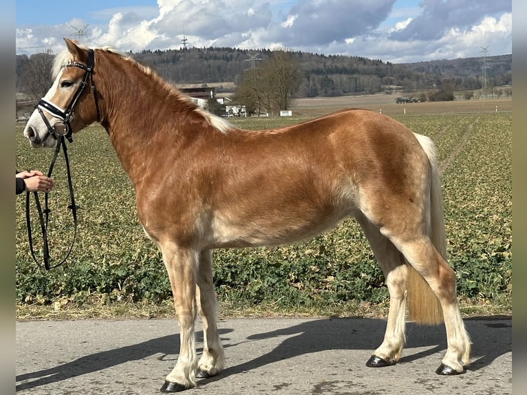 Haflinger Jument 4 Ans 149 cm Alezan in Riedlingen