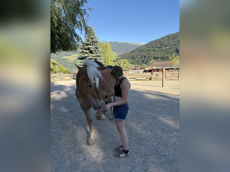 Haflinger Jument 4 Ans 149 cm Bai clair in VoldersVolders