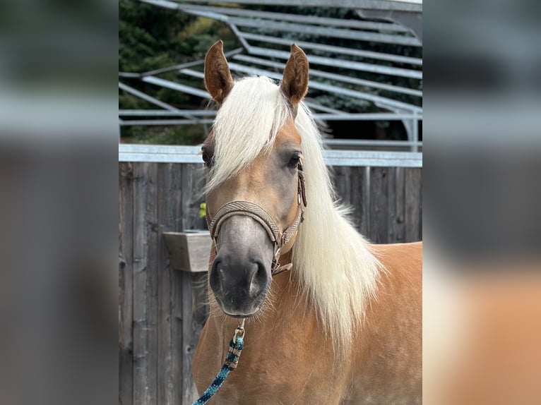 Haflinger Jument 4 Ans 149 cm in Brixen