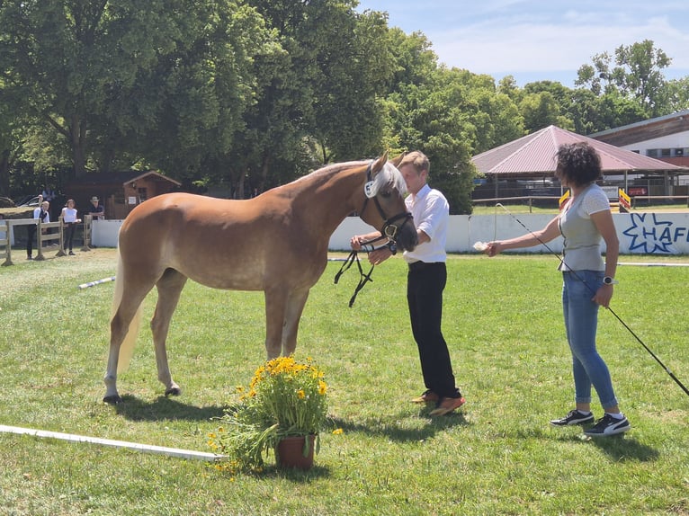 Haflinger Jument 4 Ans 150 cm Alezan brûlé in Königsdorf
