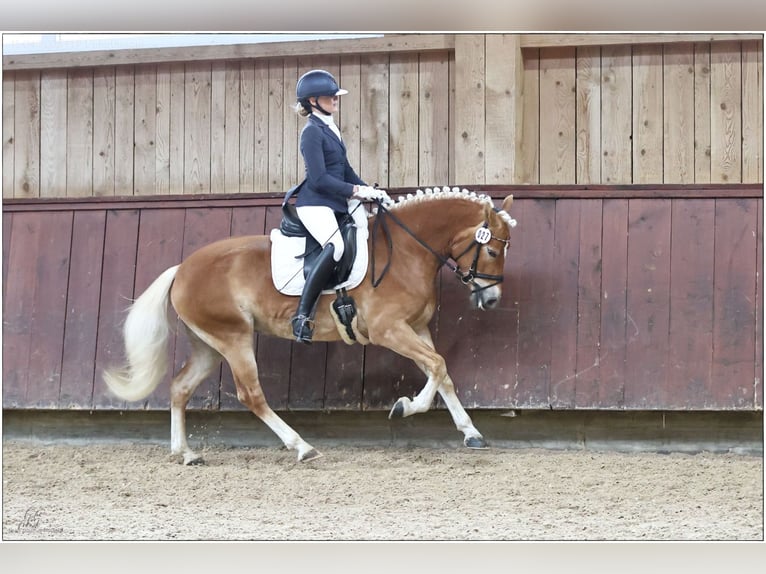 Haflinger Jument 4 Ans 150 cm Alezan brûlé in Königsdorf