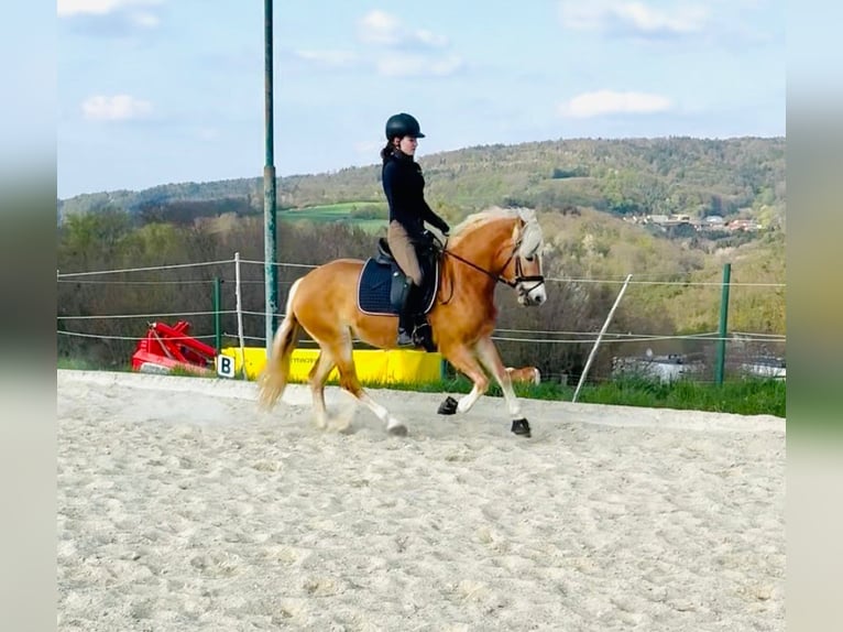 Haflinger Jument 4 Ans 150 cm Alezan in Stadtschlaining