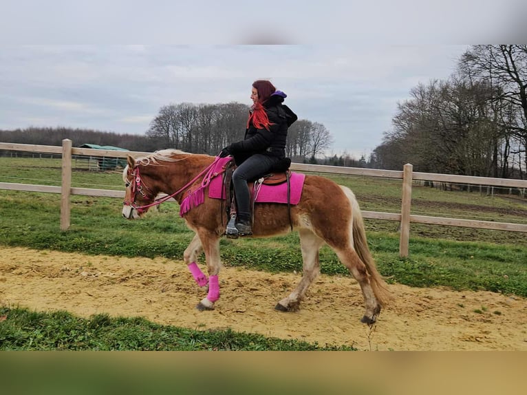 Haflinger Jument 4 Ans 150 cm Alezan in Linkenbach