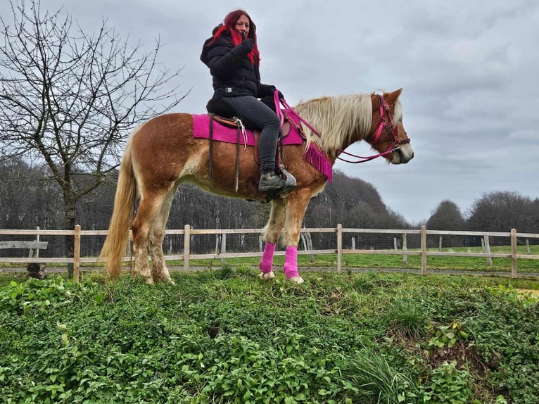 Haflinger Jument 4 Ans 150 cm Alezan in Linkenbach
