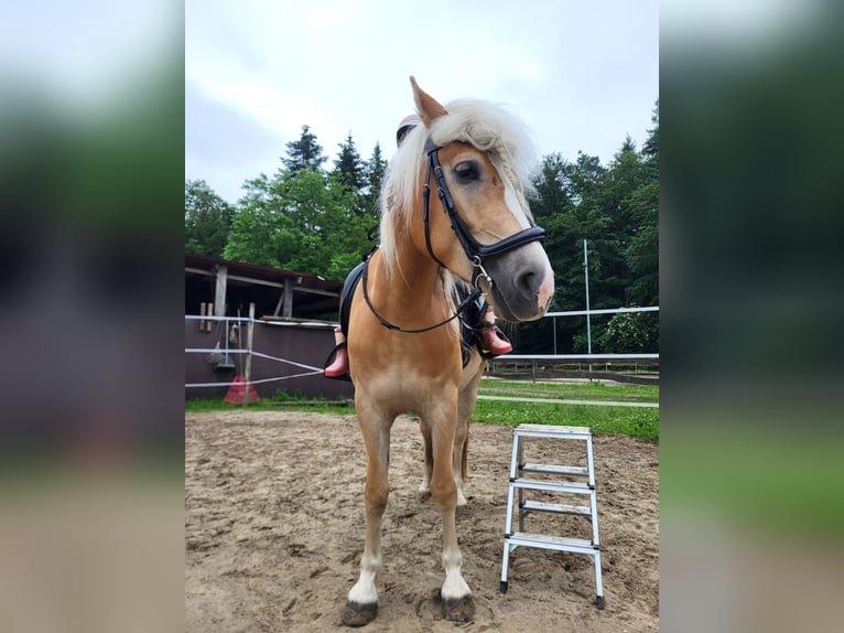 Haflinger Jument 4 Ans 150 cm Alezan in Vreden