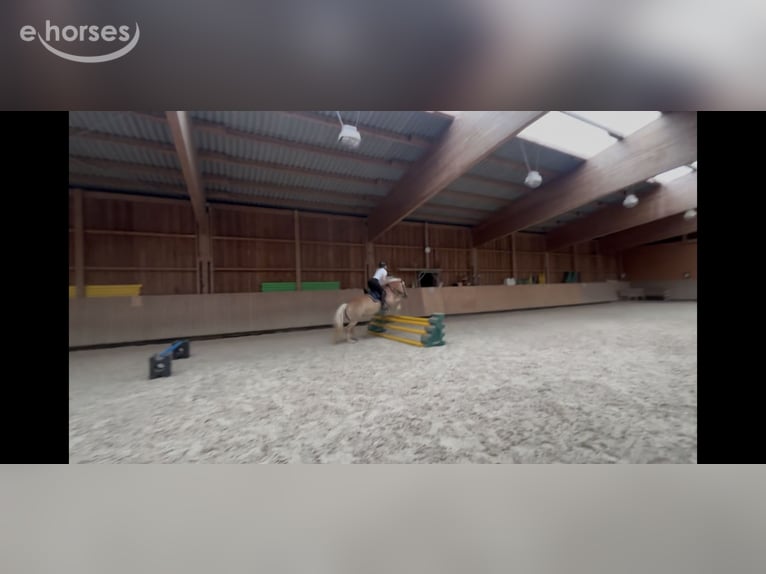 Haflinger Jument 4 Ans 150 cm  in Pfronstetten