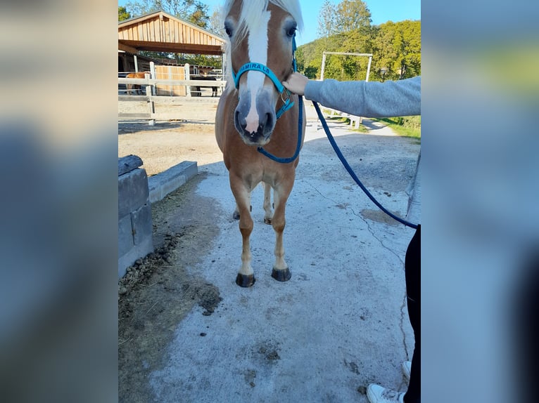 Haflinger Jument 4 Ans 150 cm  in Altenmarkt an der Triesting